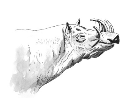 Demie Babirusa Animals