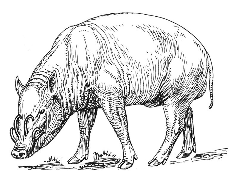 Babirusa Walking