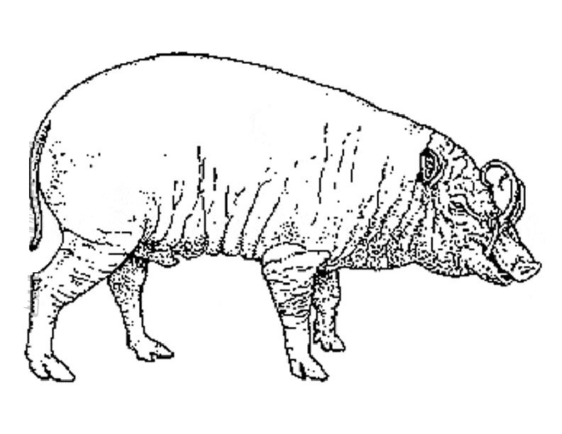 Babirusa Coloring For Little Boys