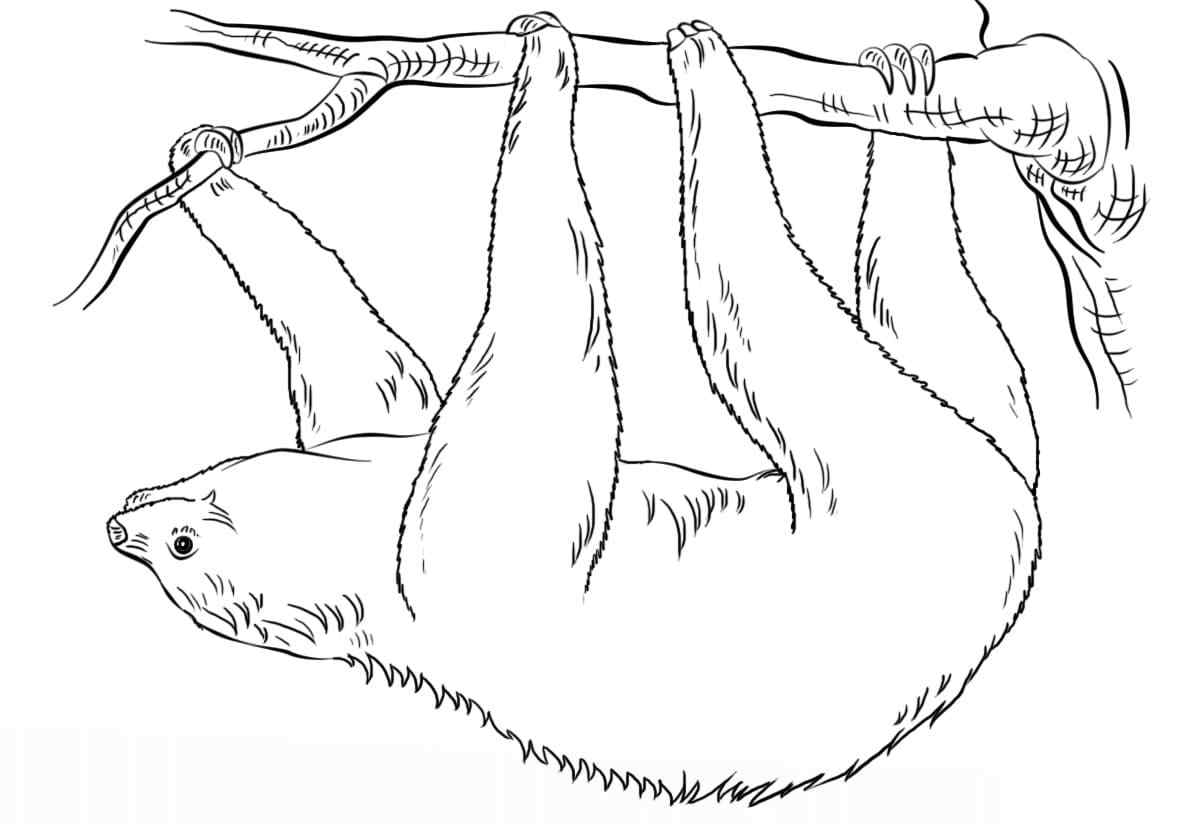 A Sturdy Branch Can Withstand A Sloth