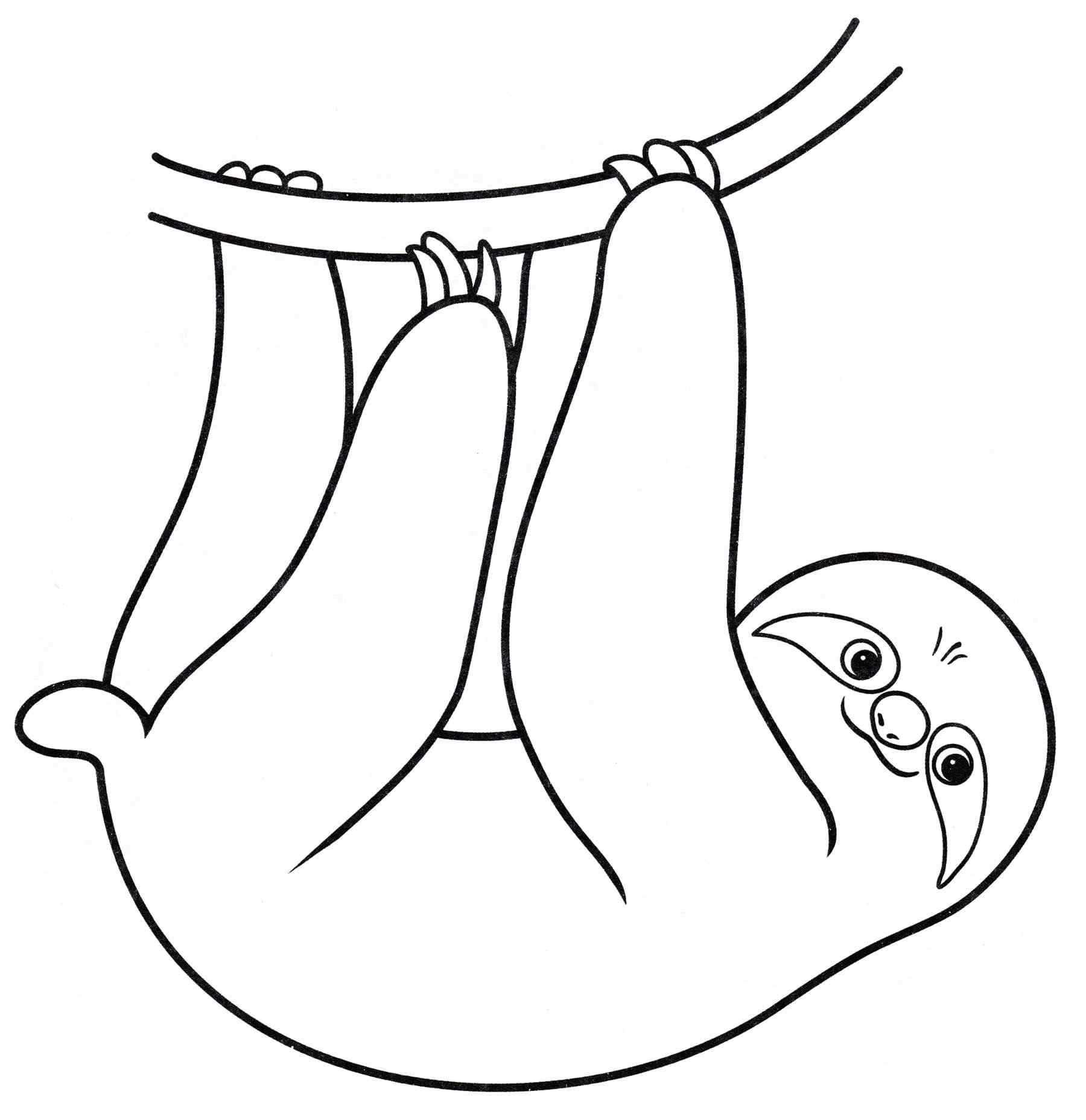 Small And Plump Sloth