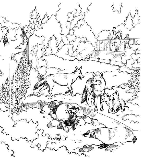 Panther And Friend In Zoo