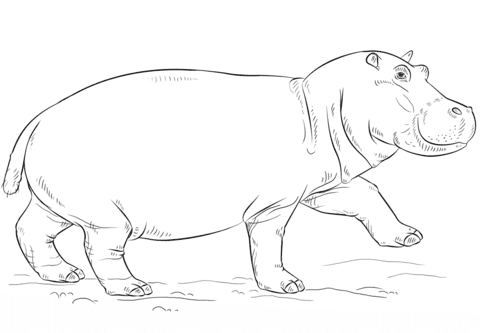 Cute Hippo coloring Free