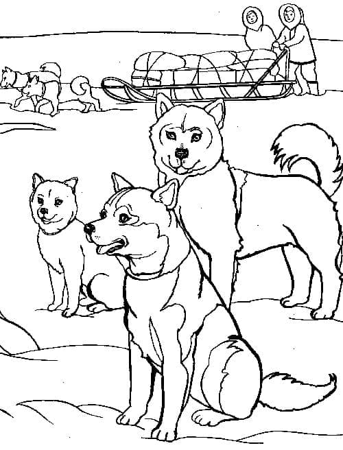 Sled Dogs Are Ready For A Long Journey