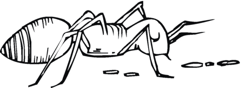 Ant is Looking at the Trace image