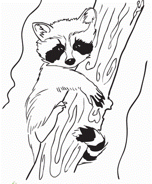 Baby Raccoon Sheets