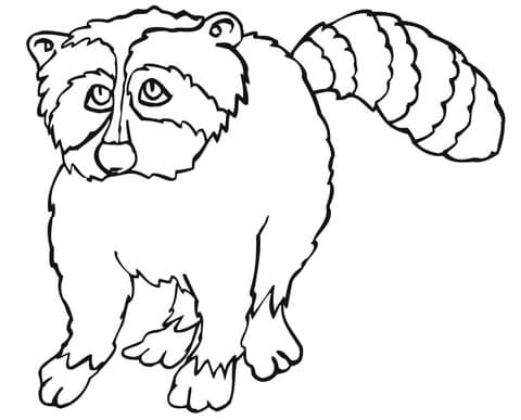 Racoon For Children