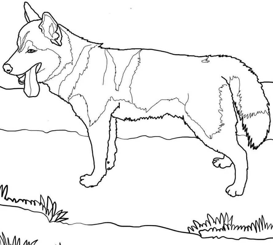 A Siberian Husky