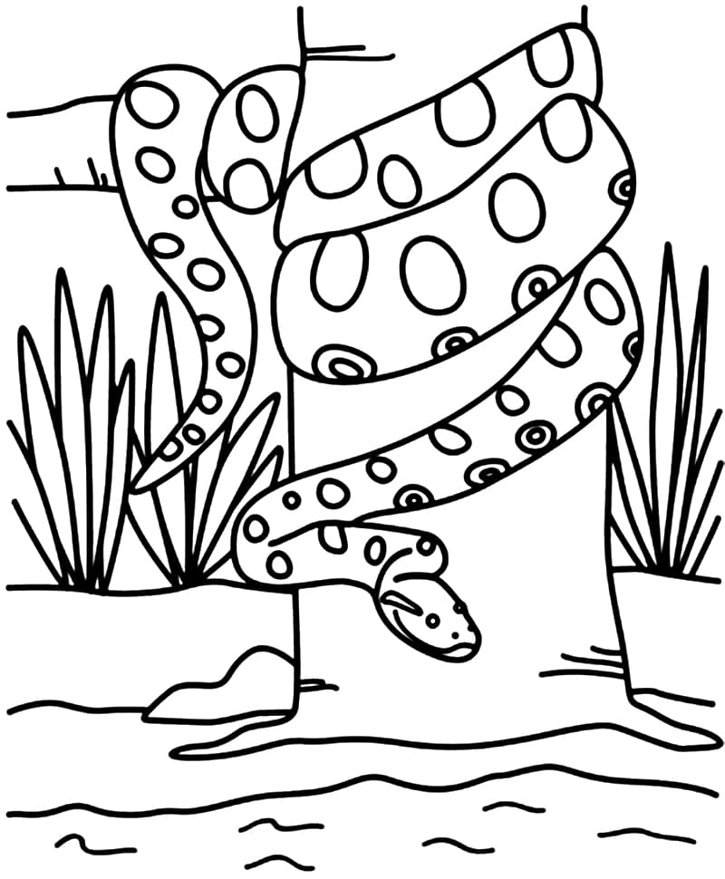 Anaconda Printable