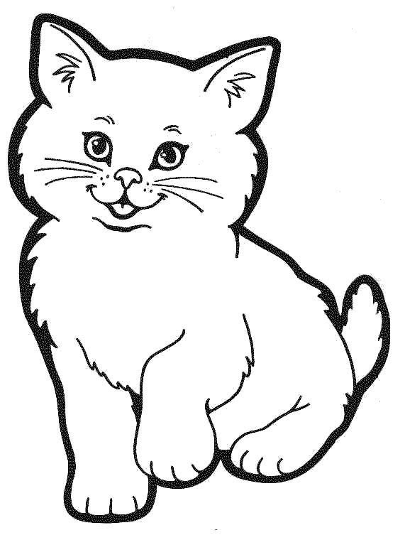 Cute Little Cat