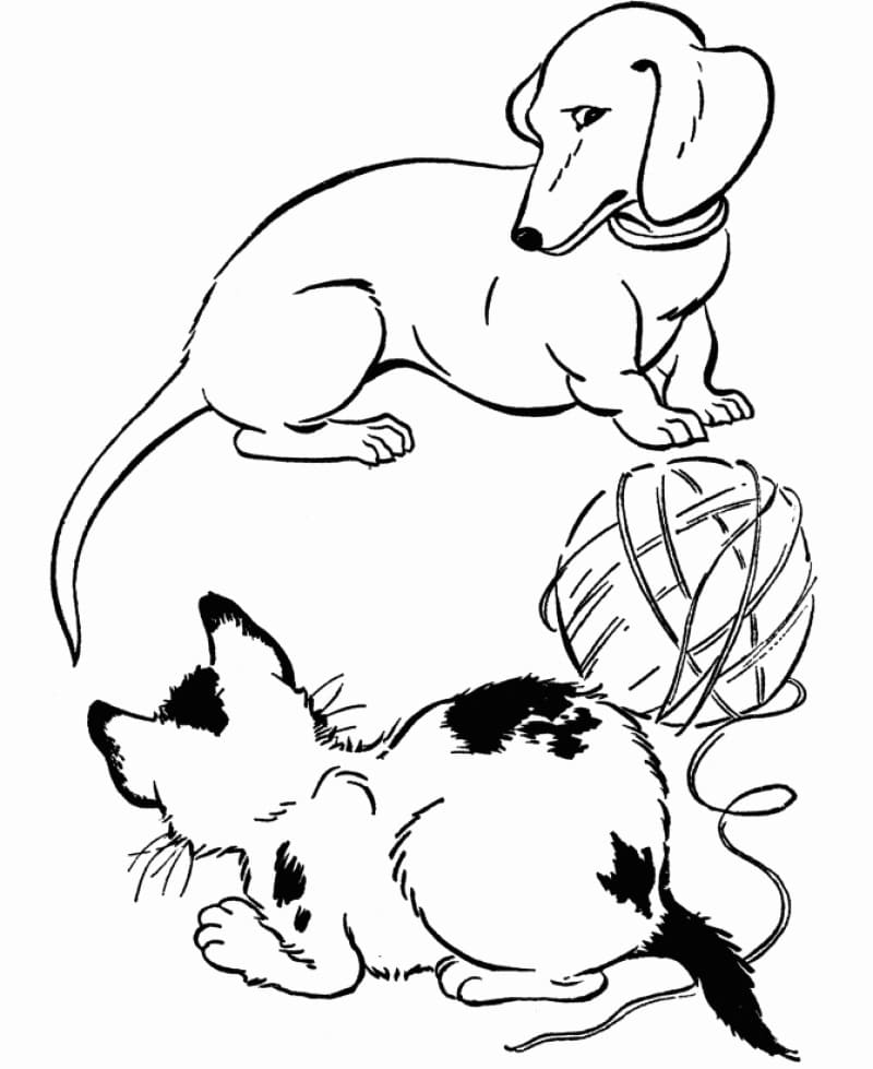 Dachshund and Cat