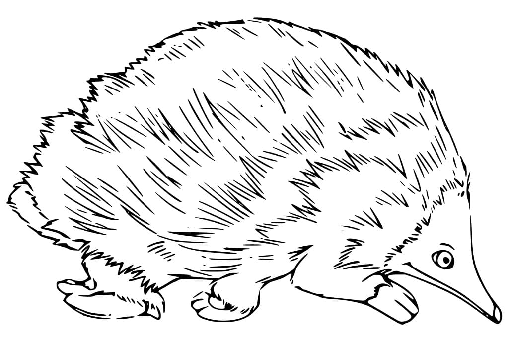 Echidna 2