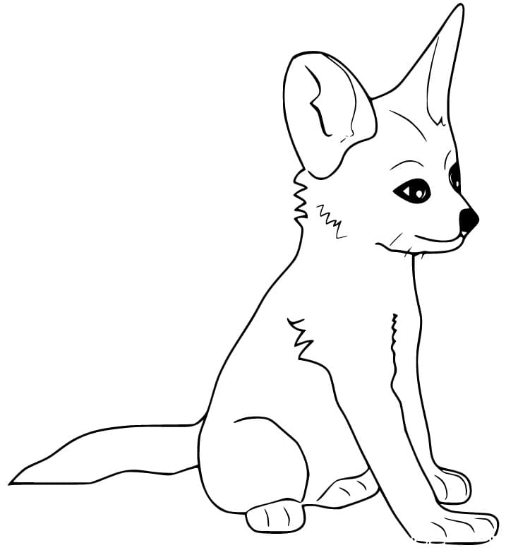 Fennec Fox Cute