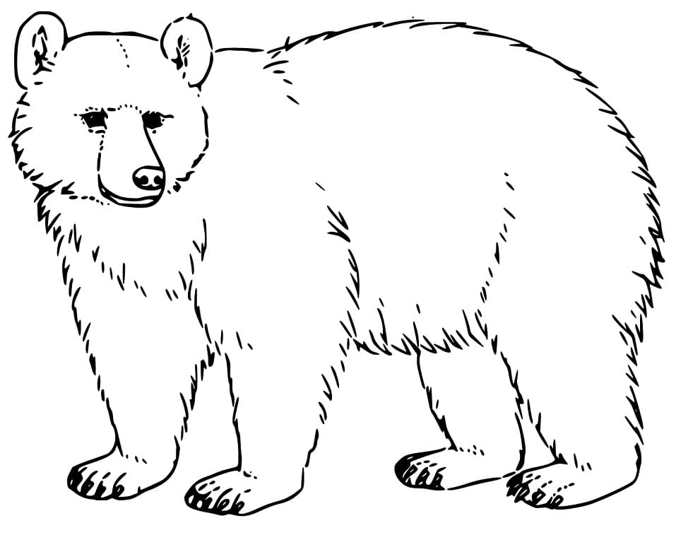 Free Black Bear