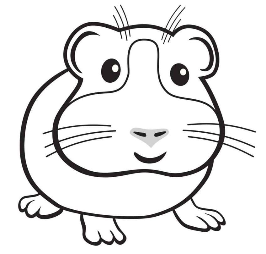 Happy Guinea Pig