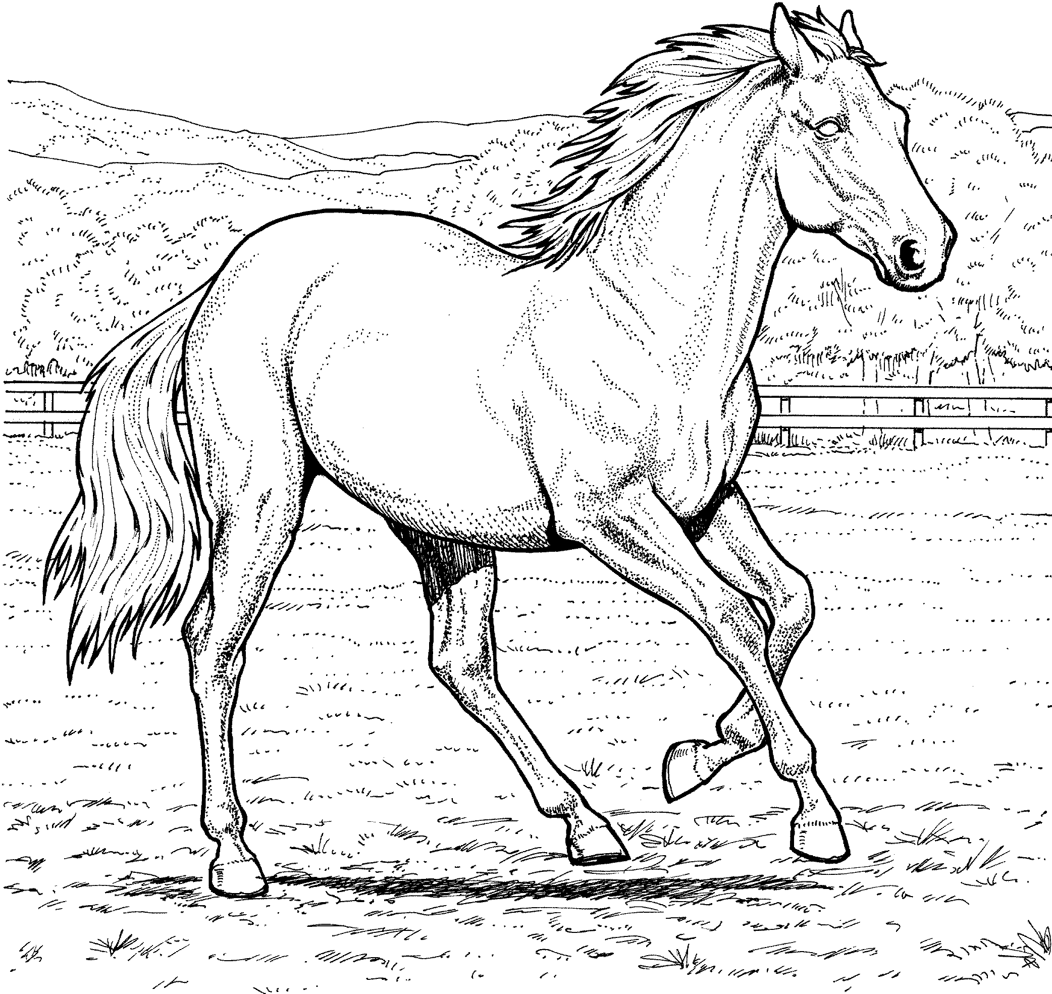 Horse  Preschool9ad9