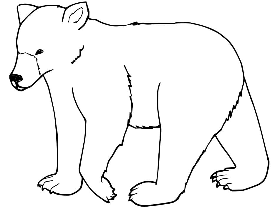 Little Black Bear