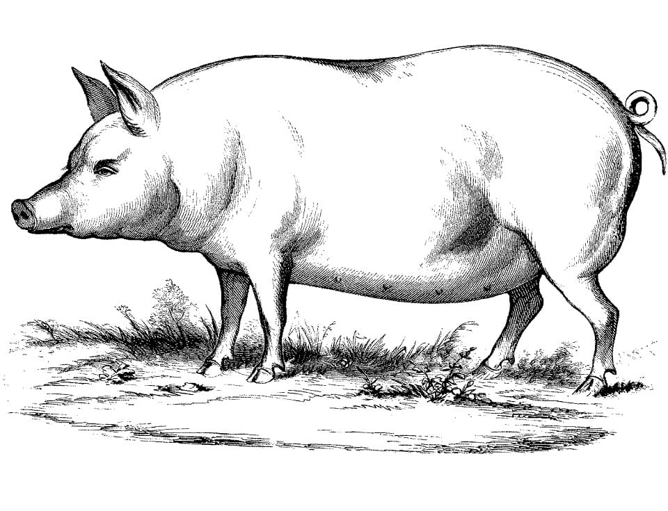 Pig 5