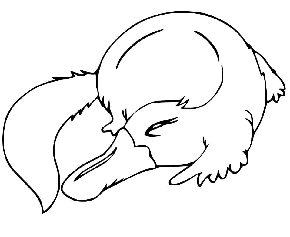 Platypus Sleeping
