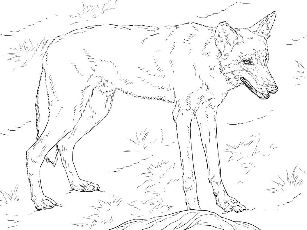 Red Wolf