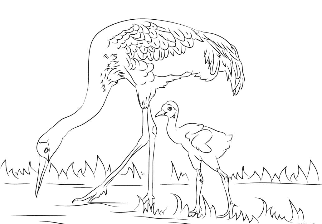 Sandhill Cranes