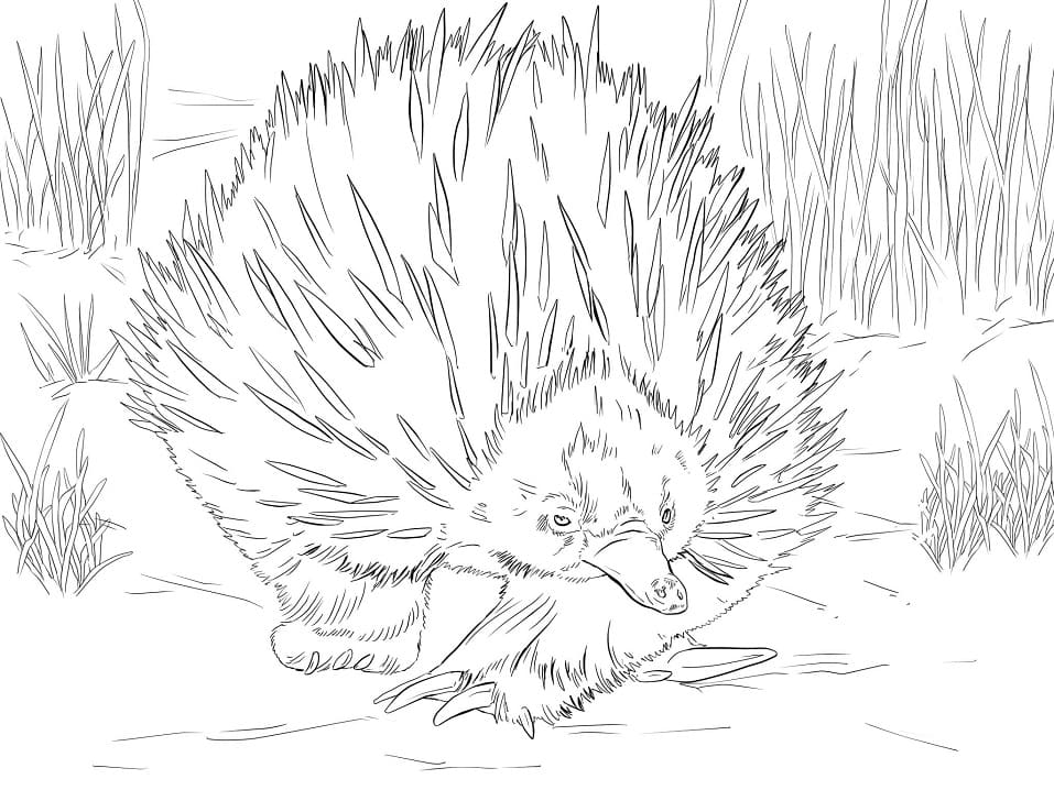 Short Beaked Echidna