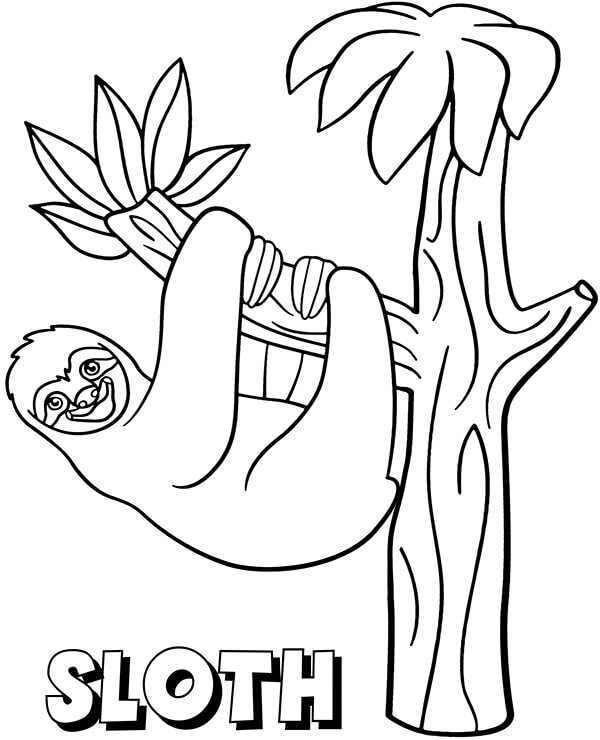 Sloth on a Tree