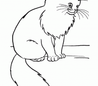 Cute Cat 24 Cool