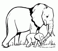 Elephant 3 Cool